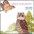 Colnect-776-049-Little-Owl-Athene-noctua-Long-eared-Owl-Asio-otus.jpg