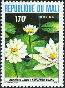 Colnect-2273-525-Nymphaea-lotus.jpg