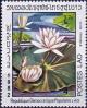 Colnect-4033-086-Nymphaea-white.jpg