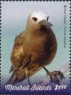 Colnect-5995-542-Brown-Noddy-Anous-stolidus.jpg