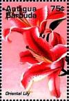 Colnect-4116-684-Oriental-lily.jpg