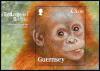 Colnect-4363-133-Sumatran-Orangutan-Pongo-abelii.jpg