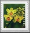 Colnect-6781-838-Yellow-Cow-Horn-Orchid-Cyrtopodium-polyphyllum.jpg