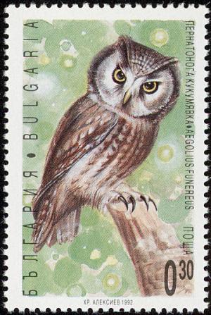 Colnect-1976-621-Boreal-Owl-Aegolius-funereus.jpg