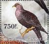 Colnect-4914-469-African-Olive-Pigeon----Columba-arquatrix.jpg