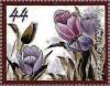 Colnect-6177-611-Purple-tulips.jpg