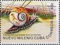 Colnect-2110-455-Cuban-Land-Snail-Polymita-picta-ssp-nigrolimbata.jpg