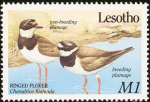 Colnect-1725-563-Common-Ringed-Plover%C2%A0Charadrius-hiaticula.jpg