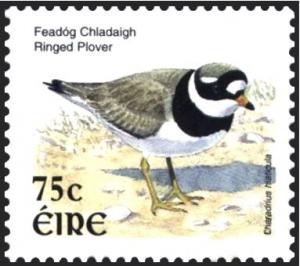 Colnect-1902-306-Common-Ringed-Plover-Charadrius-hiaticula.jpg