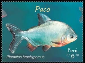 Colnect-4083-102-Red-bellied-Pacu-Piaractus-brachypomus.jpg