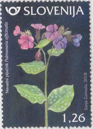 Colnect-4820-987-Lungwort-Pulmonaria-officinalis.jpg