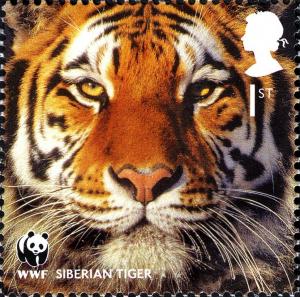 Colnect-911-031-Amur-Tiger-Panthera-tigris-altaica.jpg