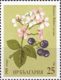 Colnect-4372-439-Rubus-caesius.jpg