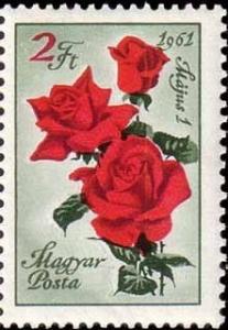 Colnect-595-502-Rose-Rosa-hybr-Rosaceae.jpg