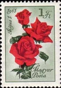 Colnect-595-501-Rose-Rosa-hybr-Rosaceae.jpg