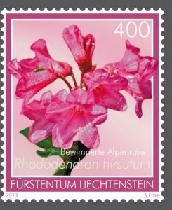 Colnect-2472-861-Hairy-Alpine-rose-Rhododendron-hirsutum.jpg