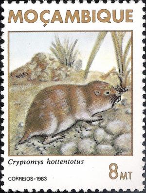 Colnect-1117-353-Common-Mole-rat-Cryptomys-hottentotus.jpg