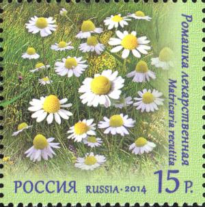 Colnect-2125-311-Matricaria-Recutita-Flora-of-Russia.jpg