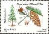 Colnect-754-854-White-spruce-Picea-glauca.jpg