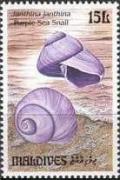 Colnect-1460-012-Common-Purple-Sea-Snail-Janthina-janthina.jpg