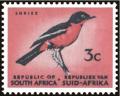 Colnect-6300-249-Crimson-breasted-Shrike-Laniarius-atrococcineus.jpg