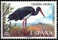 Colnect-647-432-Black-Stork-Ciconia-nigra.jpg