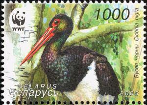 Colnect-1059-055-Black-stork-Ciconia-nigra.jpg