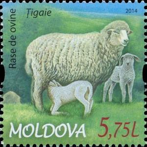 Colnect-2401-634-%C8%9Aigaie-Sheep-Ovis-ammon-aries.jpg