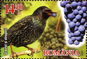 Colnect-2760-085-Starling-Sturnus-vulgaris-Grapes.jpg