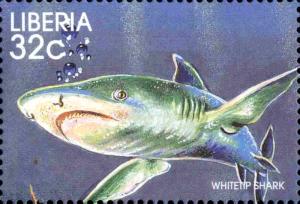Colnect-3977-628-Whitetip-Shark-Triaenodon-obesus.jpg