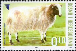 Colnect-4447-454-Domestic-Sheep-Ovis-ammon-aries.jpg