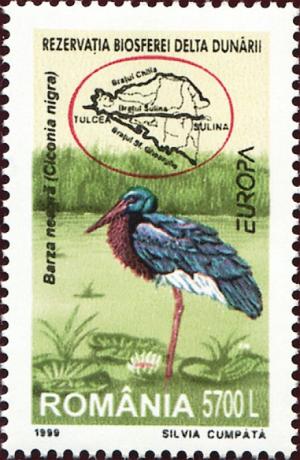 Colnect-4582-078-Black-Stork-Ciconia-nigra.jpg