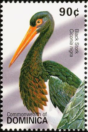 Colnect-5250-554-Black-Stork-Ciconia-nigra.jpg