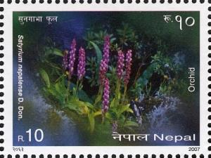 Colnect-551-386-Orchids---Satyrium-nepalese-D-Don.jpg