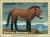 Colnect-139-075-Przewalski%E2%80%99s-Horse-Equus-przewalskii.jpg