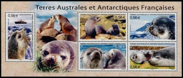 Colnect-889-564-Subantarctic-Fur-Seal-Arctocephalus-tropicalis.jpg