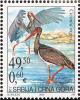 Colnect-3320-769-Black-Stork-Ciconia-nigra.jpg