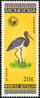 Colnect-859-483-Black-Stork-Ciconia-nigra.jpg