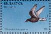 Colnect-1047-775-White-winged-Tern-Chlidonias-leucopterus.jpg