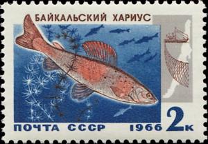 Colnect-4520-071-Baikal-Grayling-Thymallus-arcticus-baicalensis.jpg