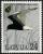 Colnect-2572-914-White-winged-Tern-Chlidonias-leucopterus.jpg