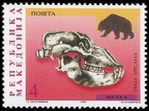 Colnect-568-312-Cave-Bear-Ursus-spelaeus---Skull.jpg