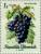 Colnect-136-616-Grape-vine-Vitis-vinifera.jpg