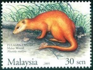 Colnect-2034-121-Malayan-Weasel-Mustela-nudipes.jpg