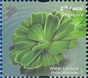 Colnect-2141-532-Water-lettuce.jpg