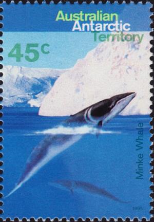 Colnect-4715-066-Antarctic-Minke-Whale-Balaenoptera-bonaerensis.jpg