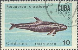 Colnect-679-215-False-Killer-Whale-Pseudorca-crassidens.jpg