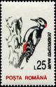 Colnect-4900-198-Great-Spotted-Woodpecker-Dendrocopos-major.jpg