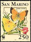 Colnect-481-551-Clouded-Yellow-Colias-crocea.jpg