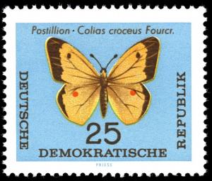 Colnect-1974-363-Clouded-Yellow-Colias-croceus.jpg